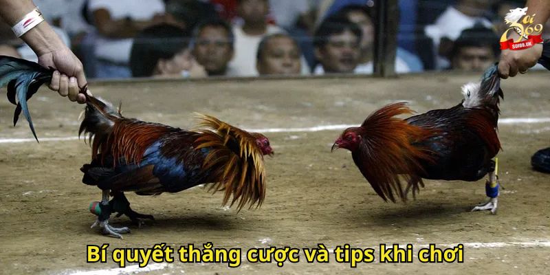 Đá Gà Soi69: Trải Nghiệm Cá Cược Sảnh Đá Gà Đỉnh Cao 3 Bí quyết thắng cược và tips khi chơi