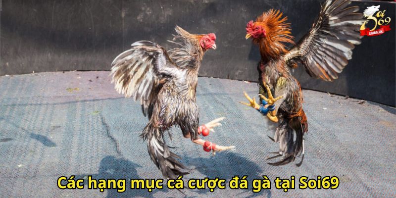 Đá Gà Soi69: Trải Nghiệm Cá Cược Sảnh Đá Gà Đỉnh Cao 2 Các hạng mục cá cược đá gà tại Soi69