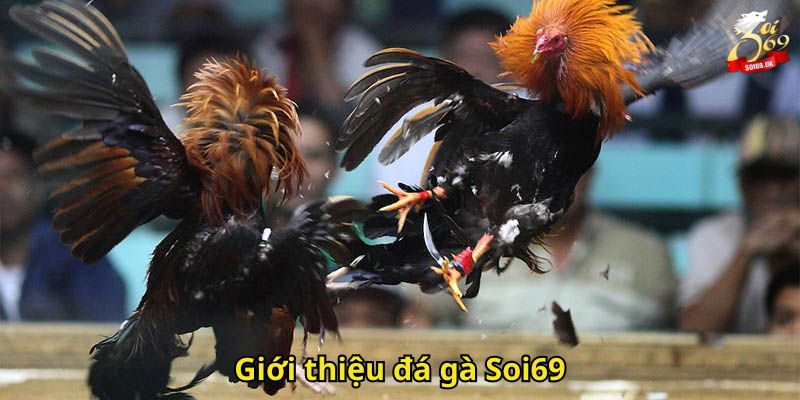 Đá Gà Soi69: Trải Nghiệm Cá Cược Sảnh Đá Gà Đỉnh Cao 1 Giới thiệu đá gà Soi69